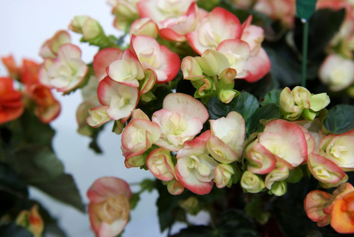 꽃베고니아 - Wax Begonias, Begonia semperflorens
