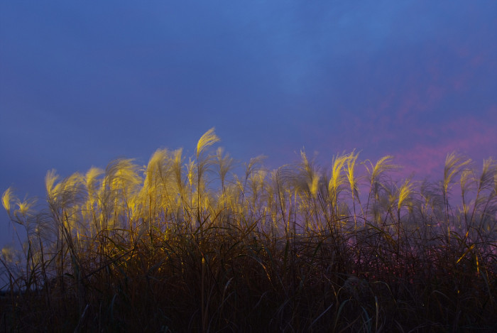 억새 - peder, Miscanthus sinensis var. purpurascens (Andersson) Rendle