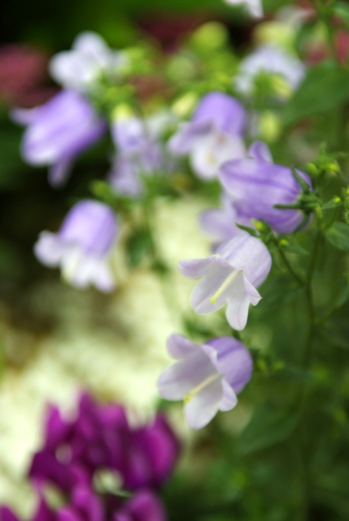 캄파눌라 - Canterbury bells, Campanula poscharskyana
