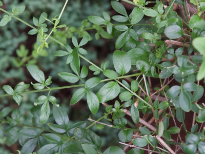 영춘화 사진 - Jasminum nudiflorum Lindl. Photos