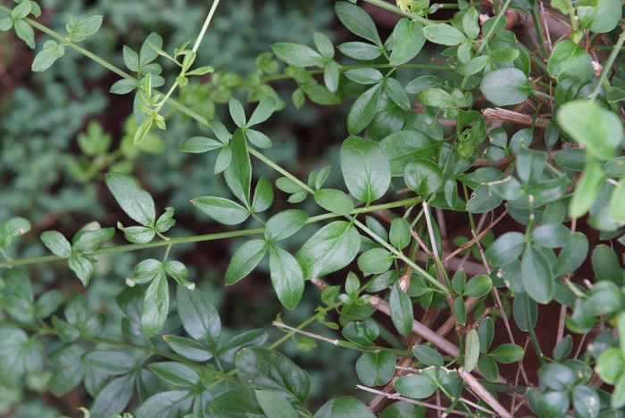 영춘화 - Jasminum nudiflorum Lindl.