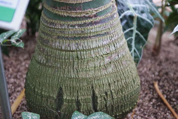 켄차야자 - Kentia palm, Howea Forsterana