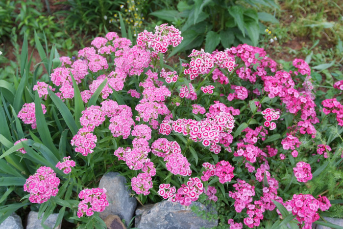 패랭이꽃 - Dianthus chinensis L. var. chinensis, Dianthus chinensis L. var. chinensis