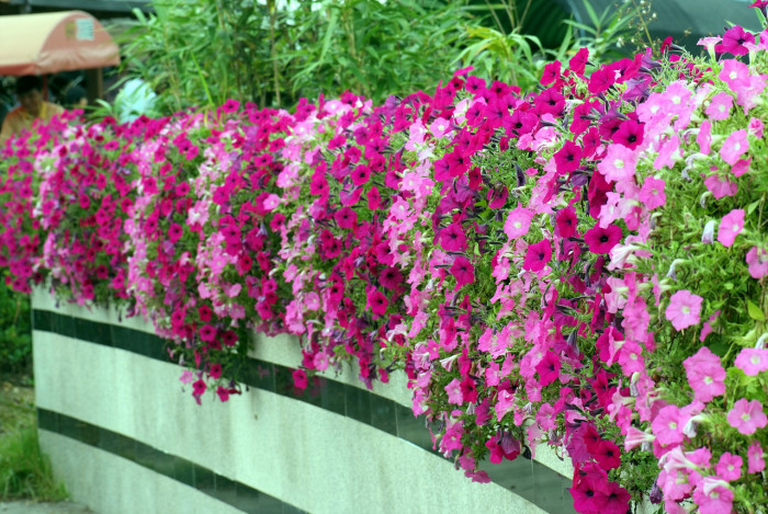 페튜니아 - Common Garden Petunia, Petunia hybrida