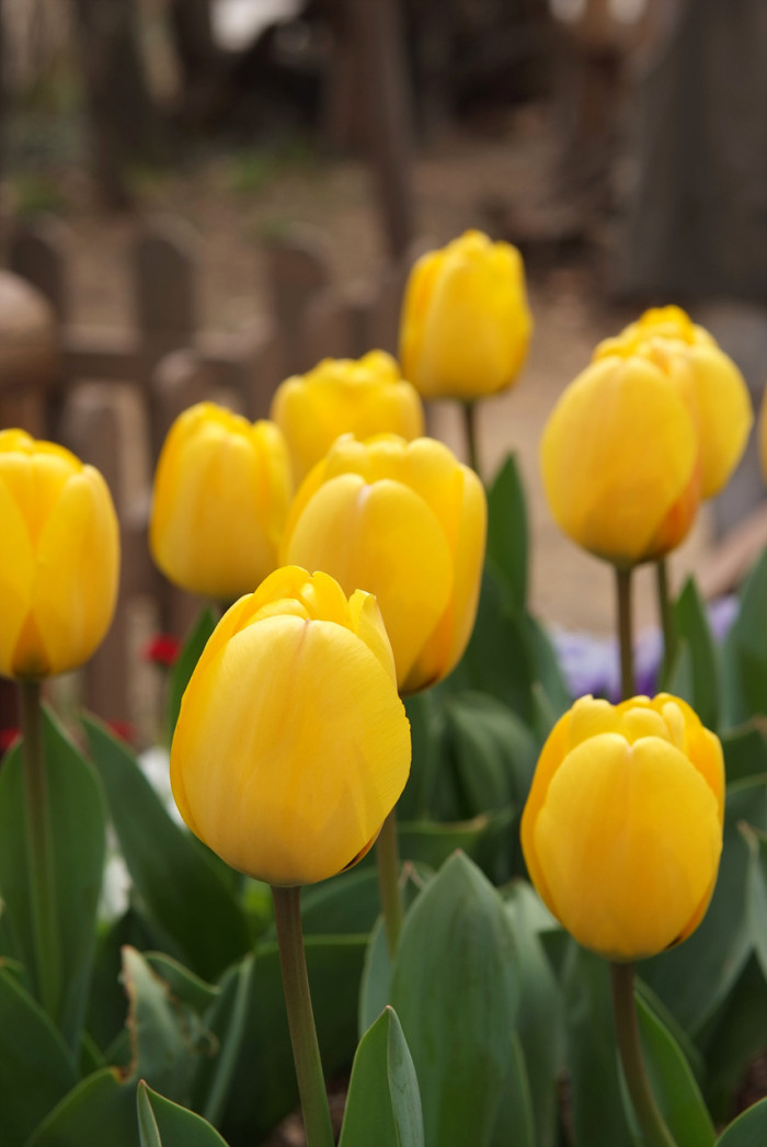 튤립 - Tulip, Tulipa gesneriana