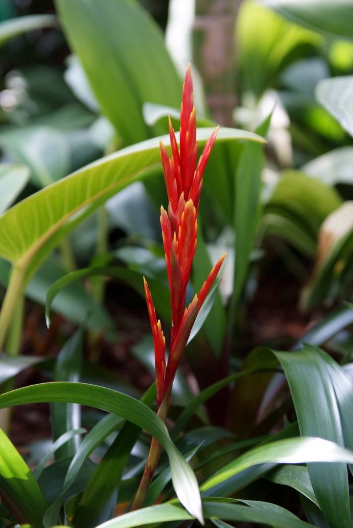 아나나스 - Ananas spp.
