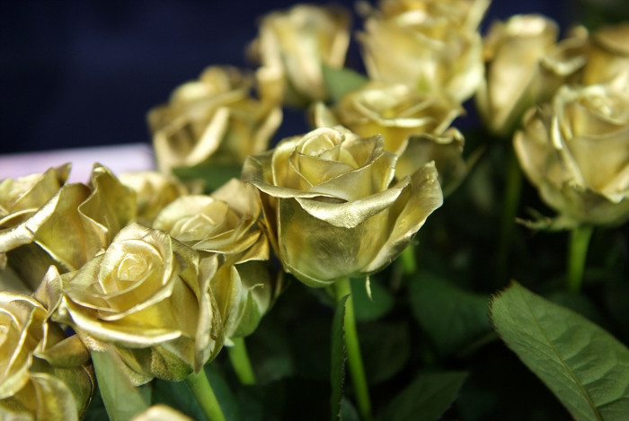 장미 - Rose, Rosa hybrida