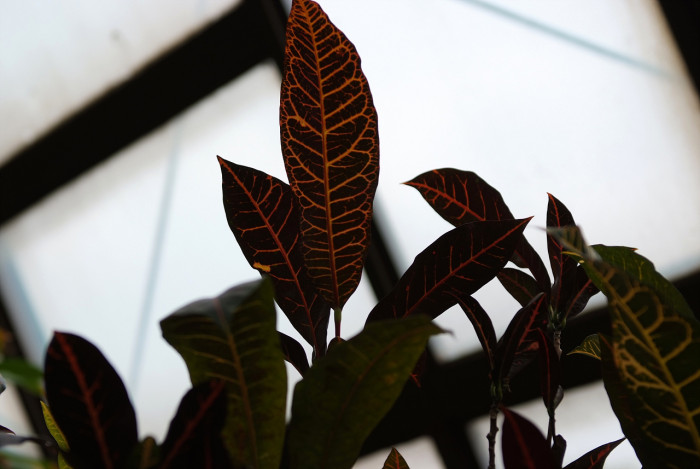 크로톤 - Croton codiaeum revolution, croton,Codiaeum variegatum,pictum