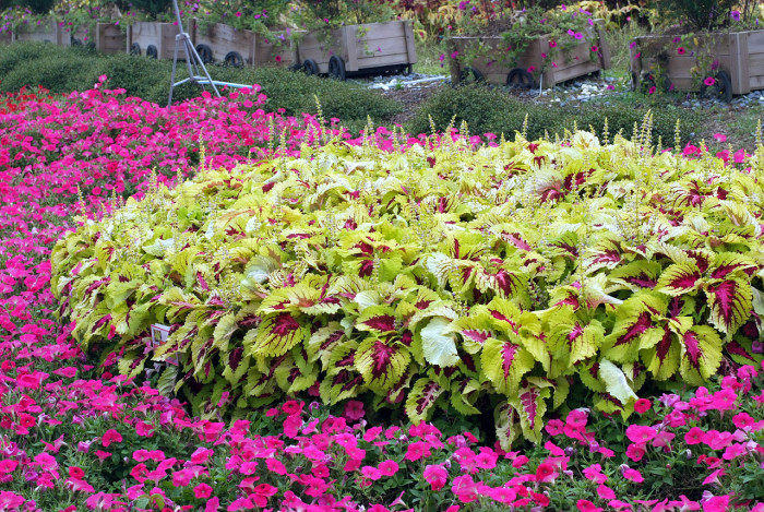 콜레우스 - Coleus blumei, Plectranthus scutellarioides