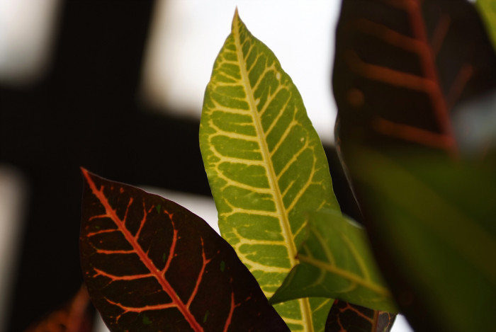 크로톤 - Croton codiaeum revolution, croton,Codiaeum variegatum,pictum