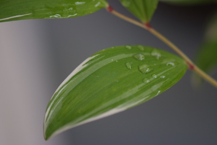 무늬둥글레 - 무늬둥글레, Polygonatum odoratum