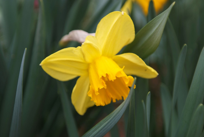 수선화 - daffodil, Narcissus tazetta var. chinensis