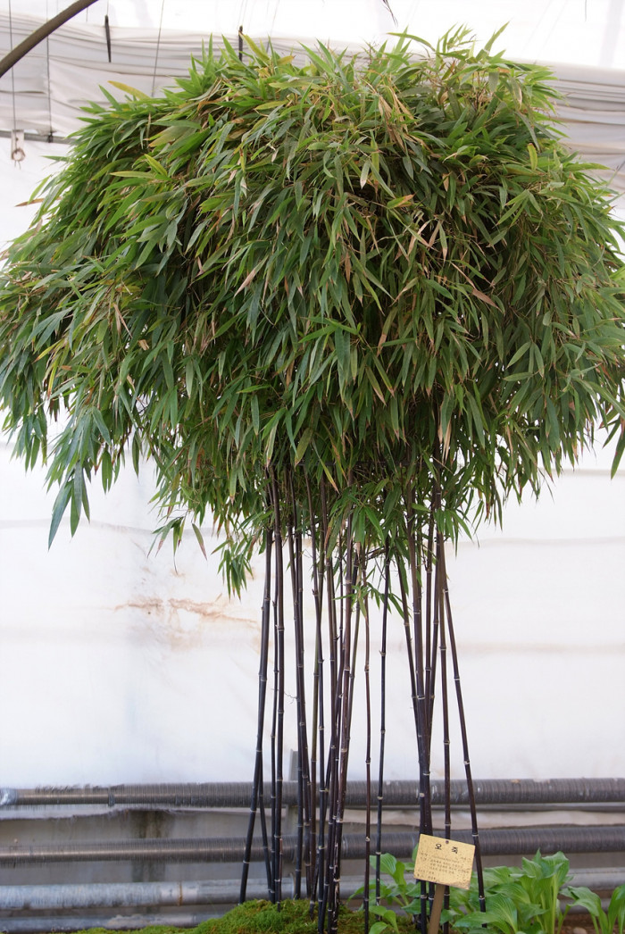 오죽 - Black Bamboo, Phyllostachys nigra (Lodd.) Munro