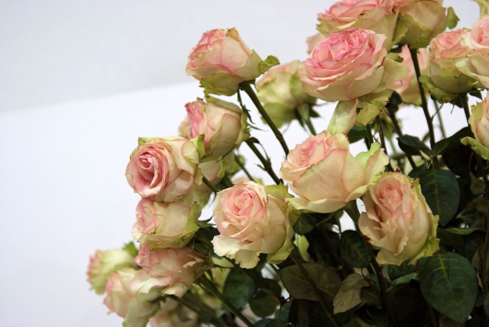 장미 - Rose, Rosa hybrida