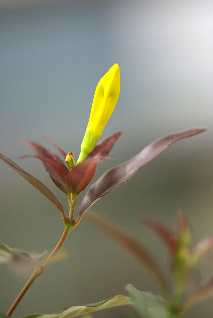 개나리자스민 - Carolina jasmine, Gelsemium sempervirens (L.) J.St.-Hil
