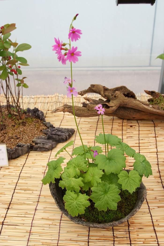 큰앵초 - Primula jesoana Miq.