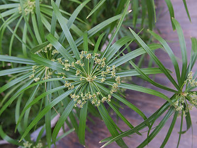 종려방동사니 사진 - Cyperus alternifolius L. Photos
