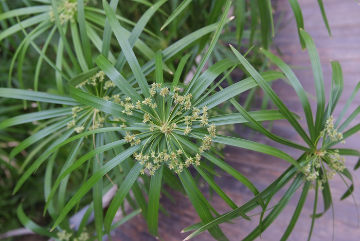 종려방동사니 - Cyperus alternifolius L.