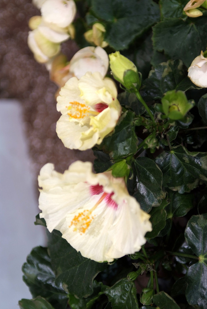 하와이무궁화 - hawaiian hibiscus, Hibiscus rosa-sinesis L.