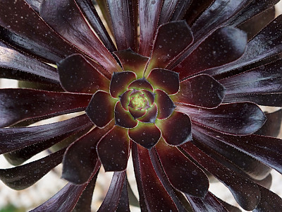 로즈흑법사 사진 - Aeonium manriqueorum \'schwarzkopf\' Photos