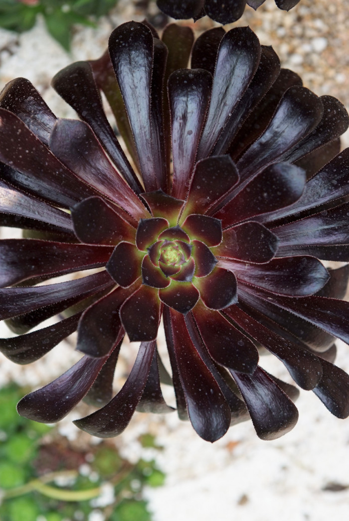 로즈흑법사 - Aeonium manriqueorum 