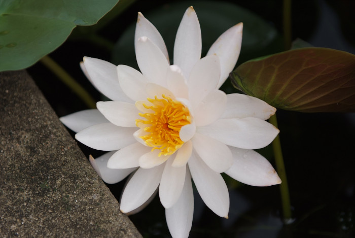 수련 - Nymphaea tetragona var. angusta