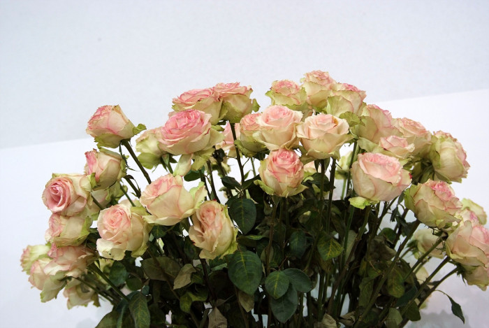 장미 - Rose, Rosa hybrida