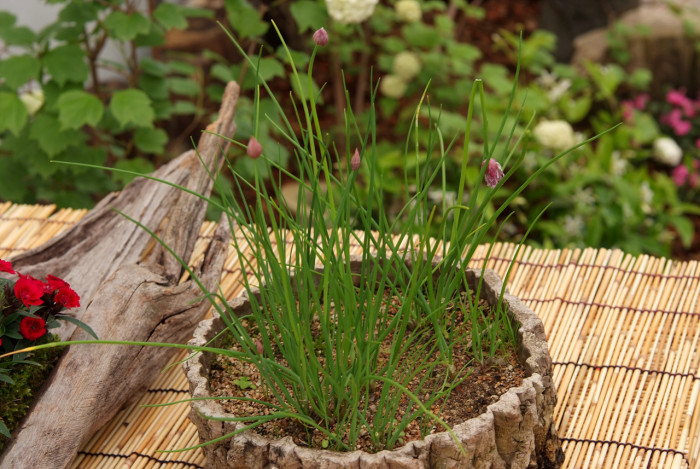 산파 - Allium maximowiczii Regel