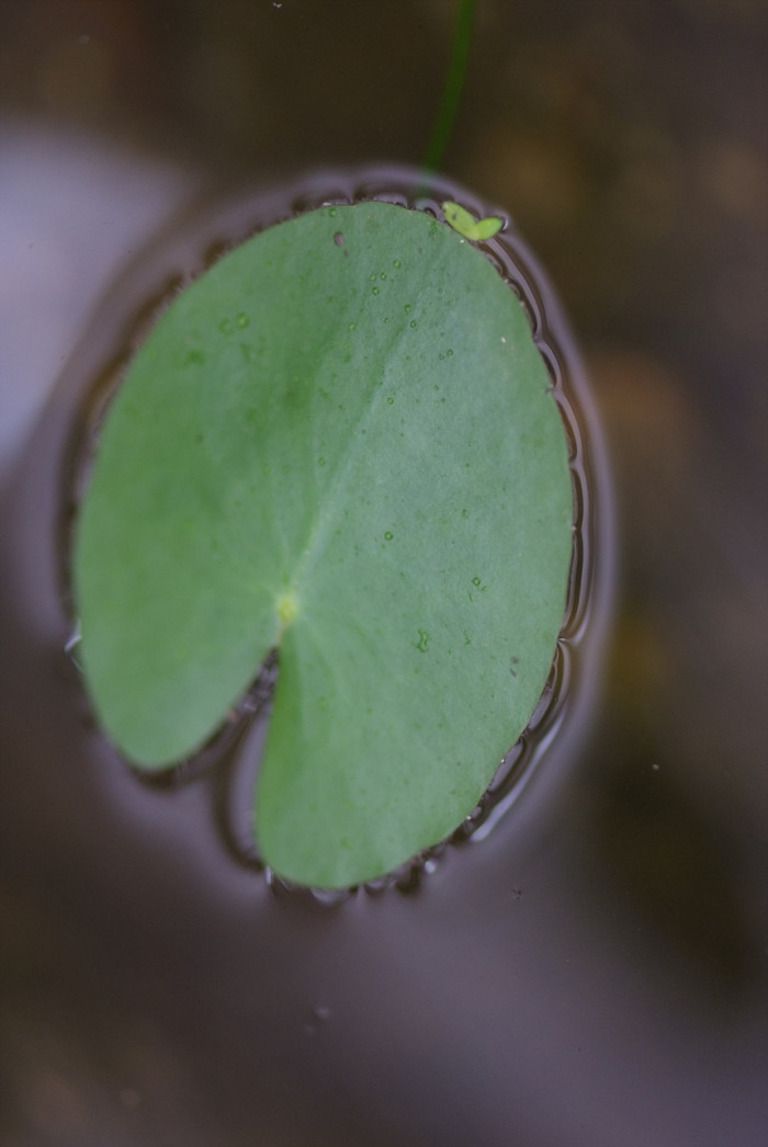 수련 - Nymphaea tetragona var. angusta