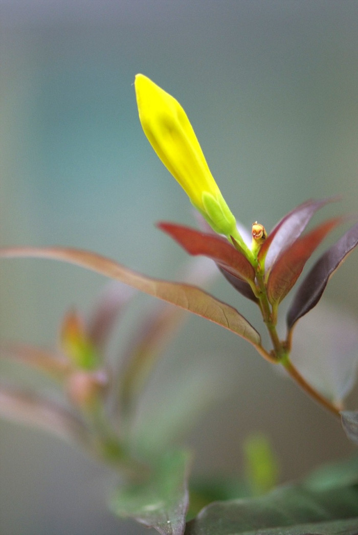 개나리자스민 - Carolina jasmine, Gelsemium sempervirens (L.) J.St.-Hil