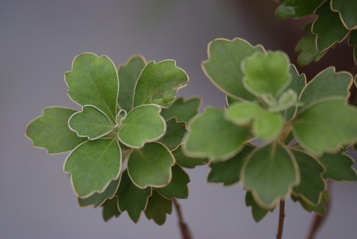 수호초 - Japanese spurge, Pachysandra terminalis Siebold & Zucc.