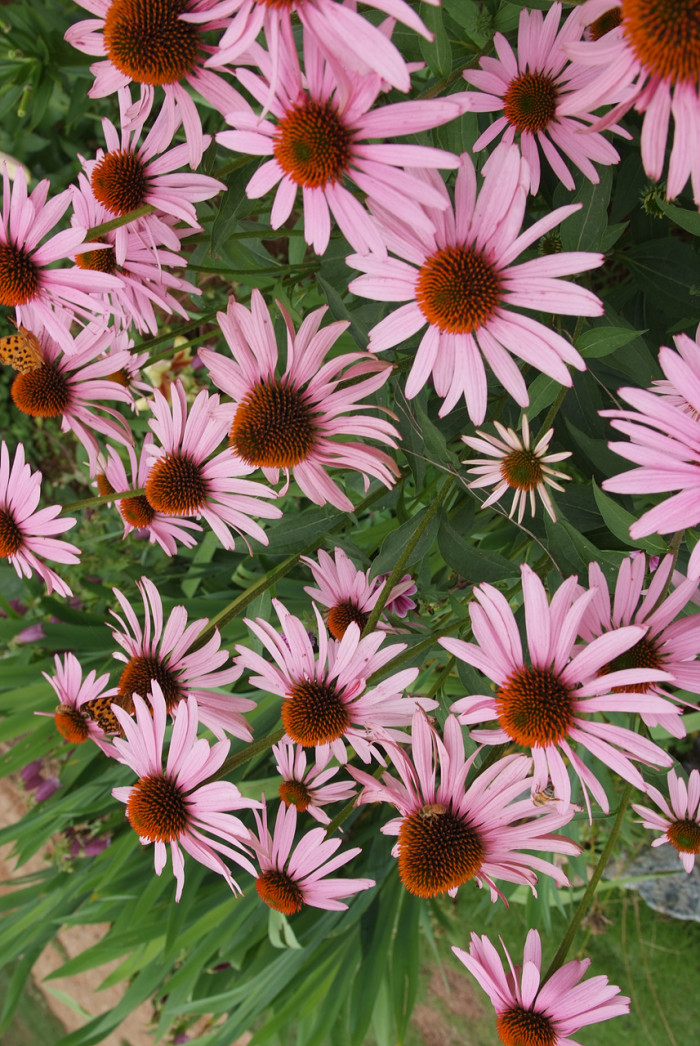 에키네시아 - eastern purple coneflower, hedgehog coneflower, purple coneflower, Echinacea purpurea
