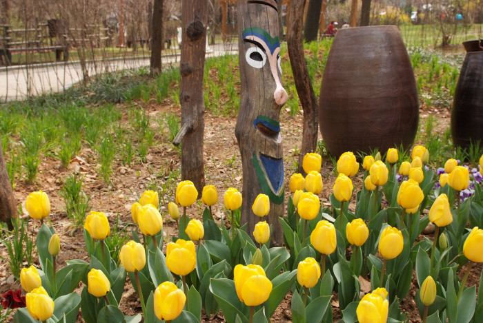 튤립 - Tulip, Tulipa gesneriana