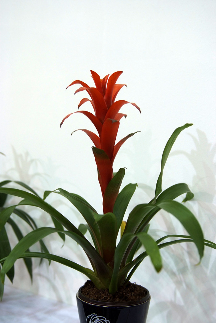 틸란디시아 - Tillandsia bergeri