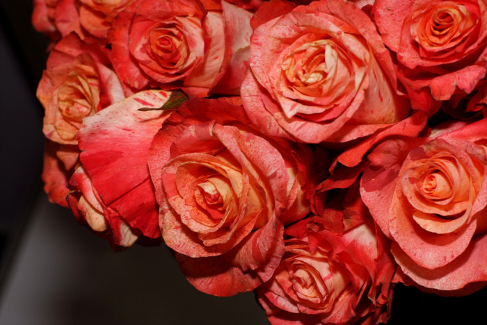 장미 - Rose, Rosa hybrida