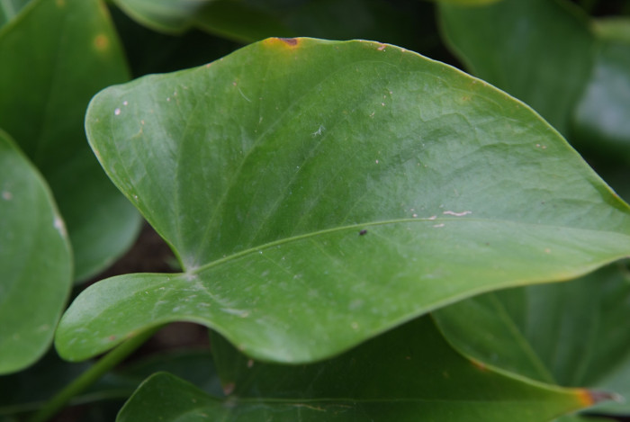 안수리움 - Flamingo lily, tailflower, laceleaf, Anthurium andraeanum