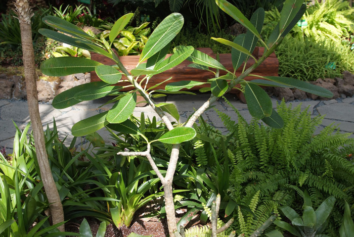 러브하와이 - Flumeria, Plumeria Alba