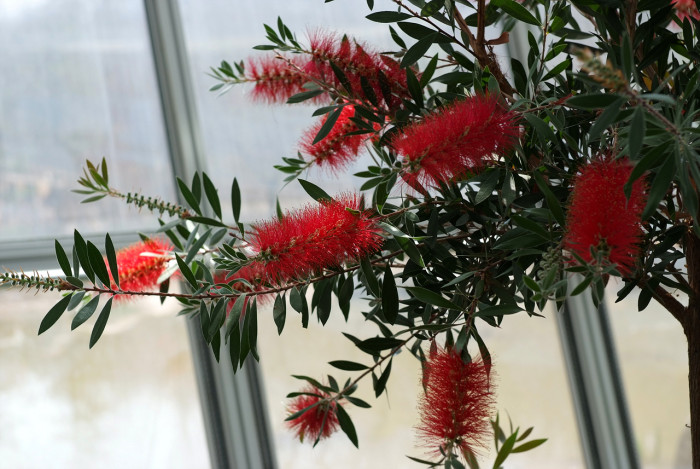병솔나무 - Bottlebrush, Callistemon lanceolatus