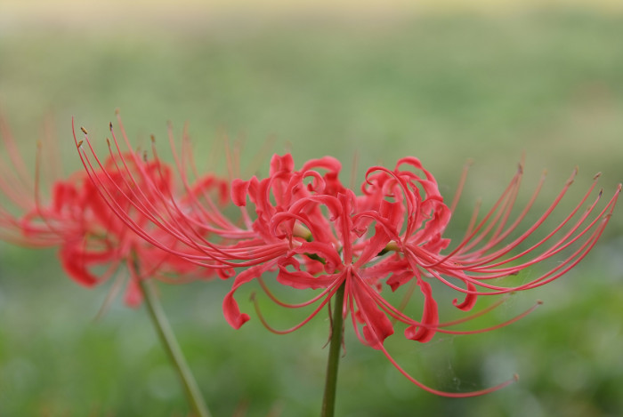 석산 - red spider lily, Lycoris radiata