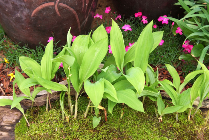 은방울꽃 - Convallaria keiskei Miq.