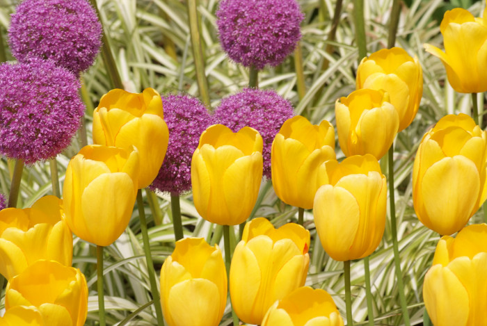 튤립 - Tulip, Tulipa gesneriana