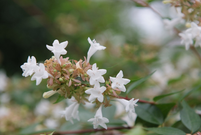 꽃댕강나무 - Mangsan Abelia, Abelia mosanensis T.H.Chung