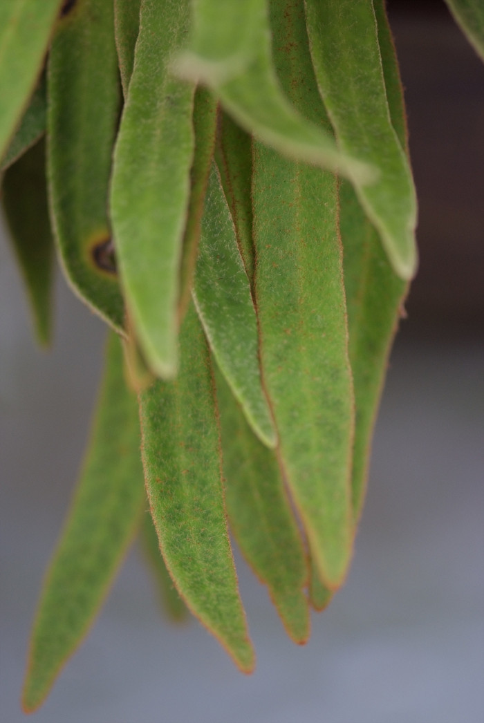 일엽초 - Lepisorus thunbergianus (Kaulf.) Ching