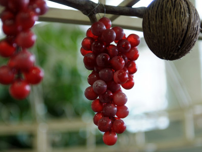 포도 사진 - Vitis vinifera L. Photos