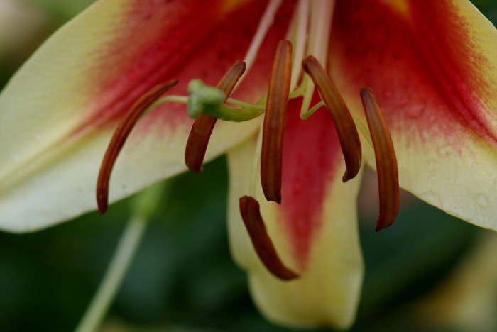 백합 - Lily, Lilium longiflorum Thunb.