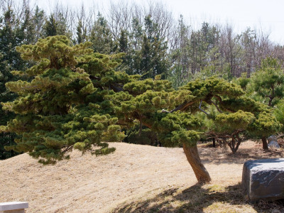 소나무 사진 - Pinus densiflora Siebold & Zucc. Photos