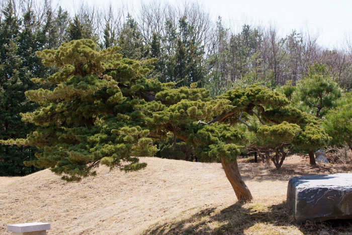 소나무 - Pine Tree, Pinus densiflora Siebold & Zucc.