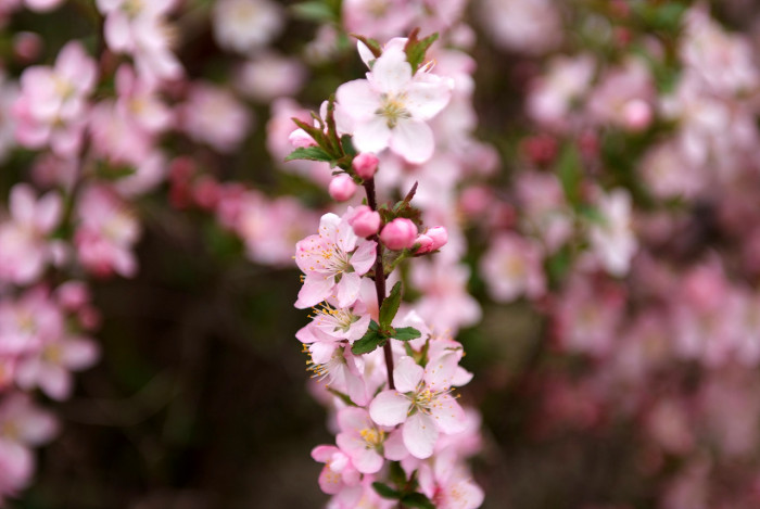 메이폴 - Crabapple, Malus pumila var. Maypole