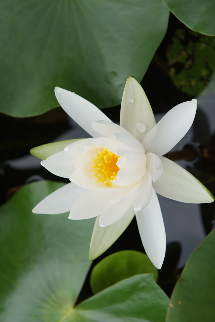 수련 - Nymphaea tetragona var. angusta