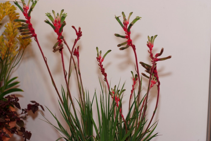 아나고잔서스 - Kangaroo paw, Anigozanthos Labill.